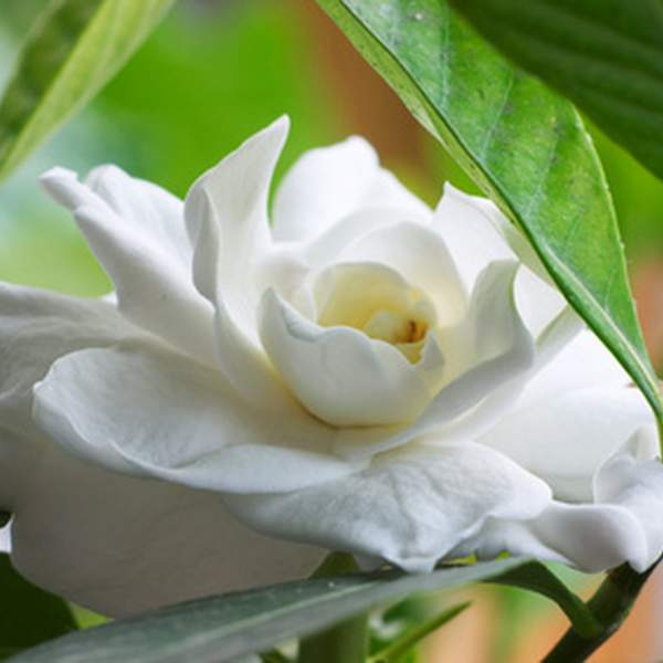 Gardenia de Wright