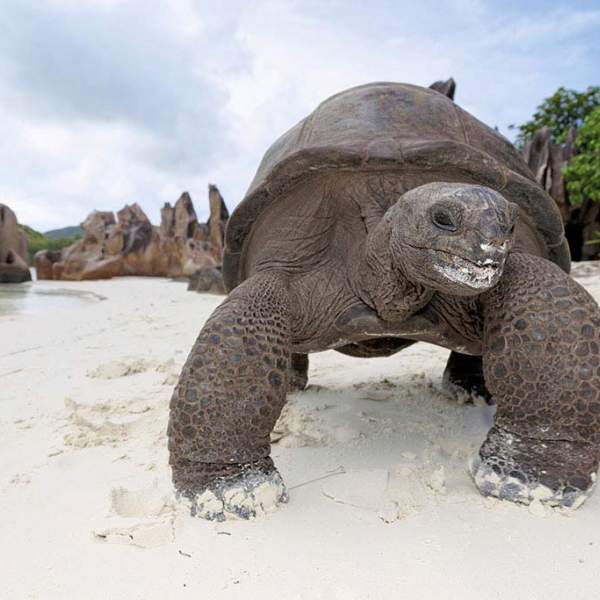 Tortuga gigante de Curiosa