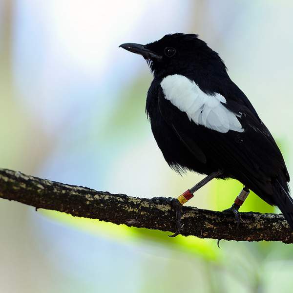 Loro negro de Seychelles
