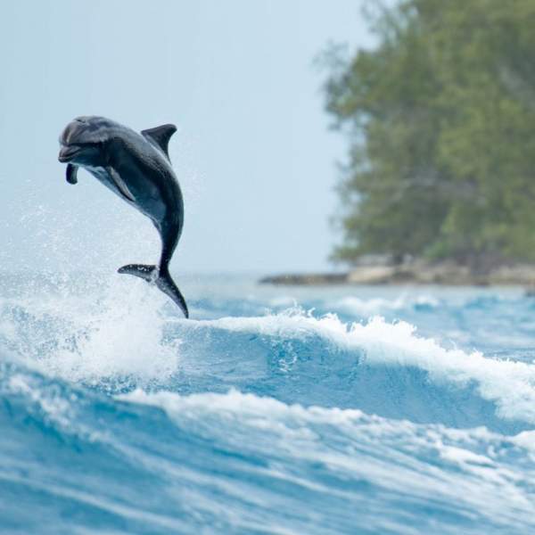 Los delfines te esperan