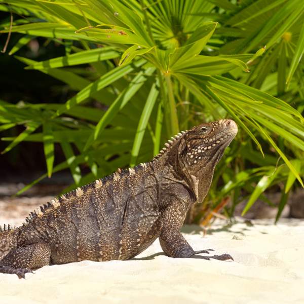 Descubre la fauna de las islas, como la iguana de las Antillas Menores