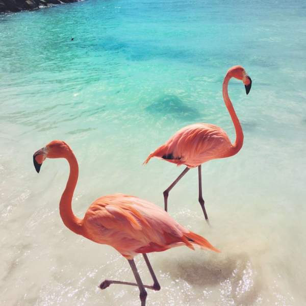 La fauna de las Bahamas