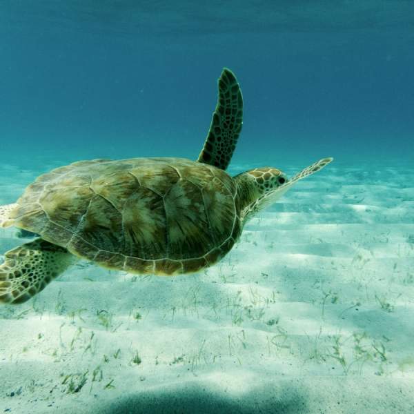 Nada con las tortugas de los Cayos de Tobago