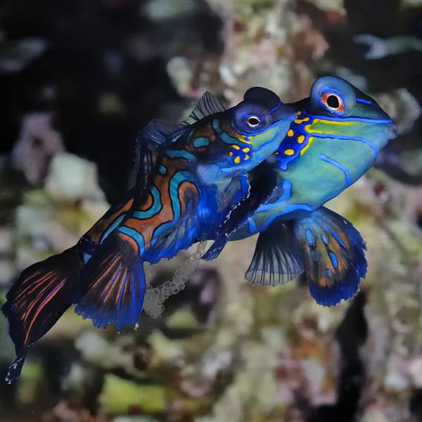 El inolvidable pez Mandarín de colores vivos
