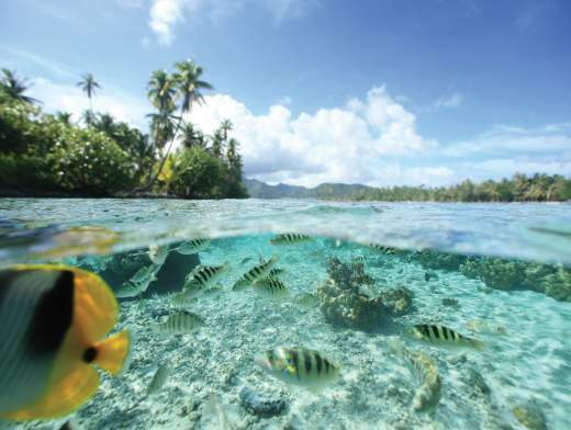 Combinado Tierra & Mar en Polinesia