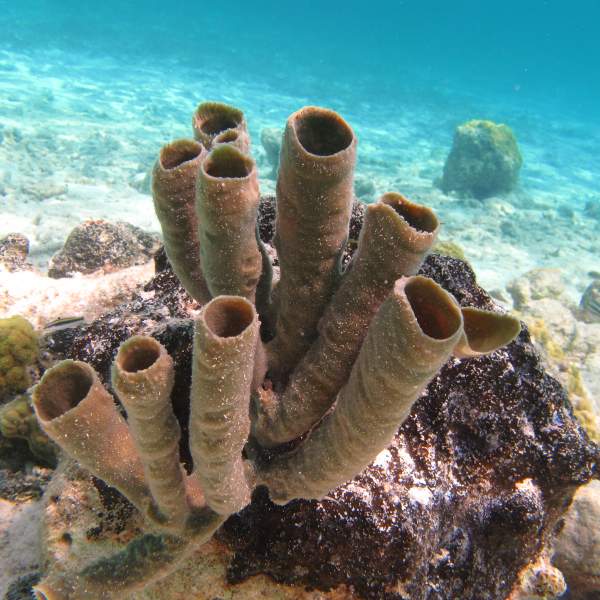 Aguas cristalinas, ideales para explorar los fondos marinos