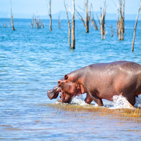 El Parque Nacional de Matusadona y sus numerosos hipopótamos