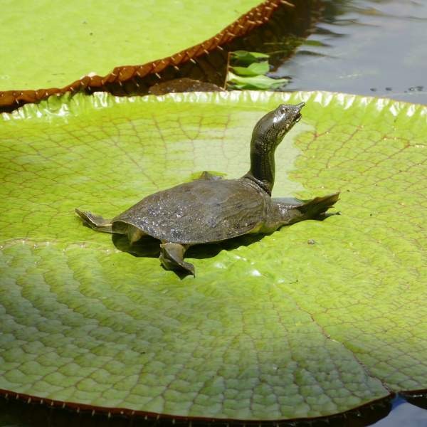 ¡El jardín Pamplemousses y sus enormes nenúfares!