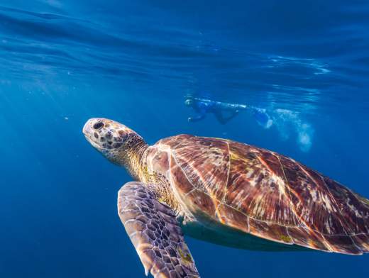 Descubrimientos acuáticos en Islas Mauricio