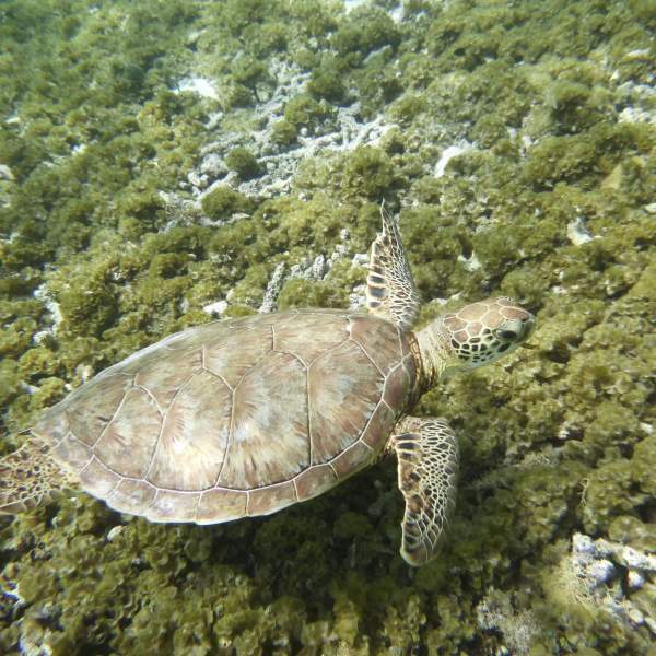 Saca las aletas, las gafas y snorkels para nadar con tortugas