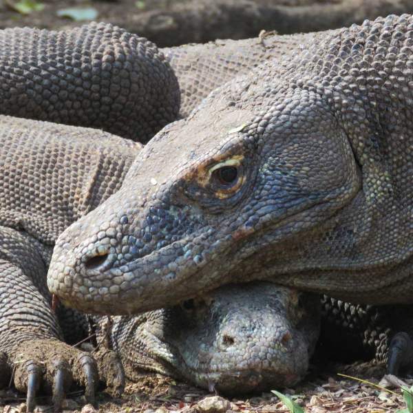 Observa a los dragones de Komodo