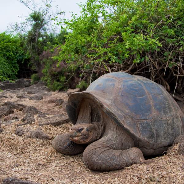 Las impresionantes tortugas de la Estación Científica Charles Darwin