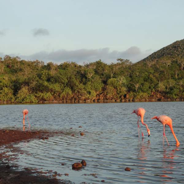 Contempla los flamingos rosas