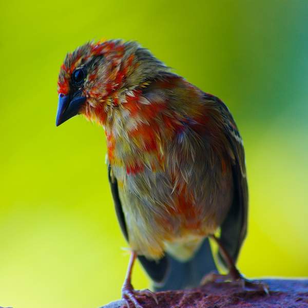 Observa especies de aves coloridas