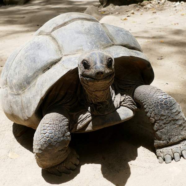Descubre las tortugas gigantes de Curieuse