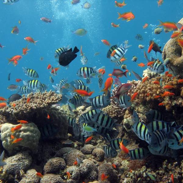 El Mar Rojo y su increíble biodiversidad submarina