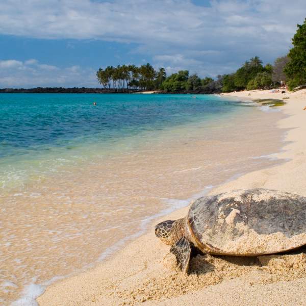 Descubrid las inolvidables tortugas de Seychelles