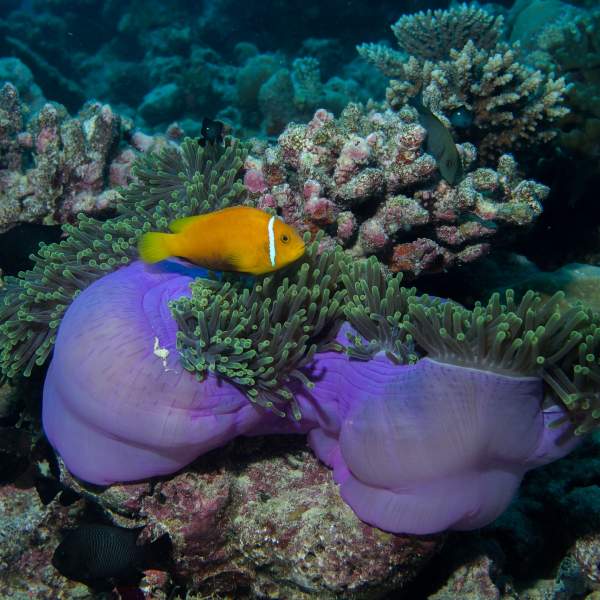 Descubra la riqueza de los fondos marinos