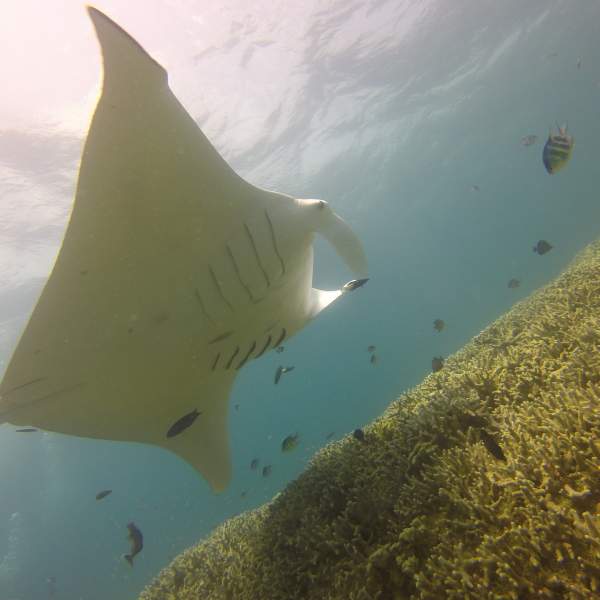 Conoce de cerca a las impresionantes mantarrayas