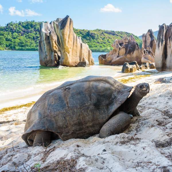 Las tortugas gigantes de Cousin Island