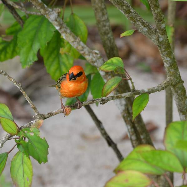 Las Seychelles, hechas para los observadores de aves
