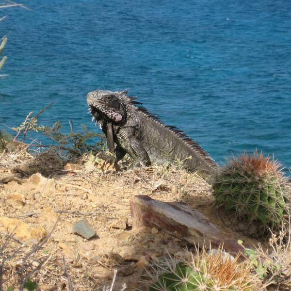 Una iguana en su entorno natural