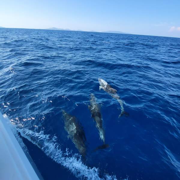 ¿Un crucero con delfines?