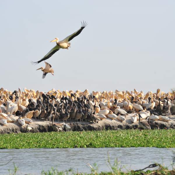 Parque Nacional de Djoudj