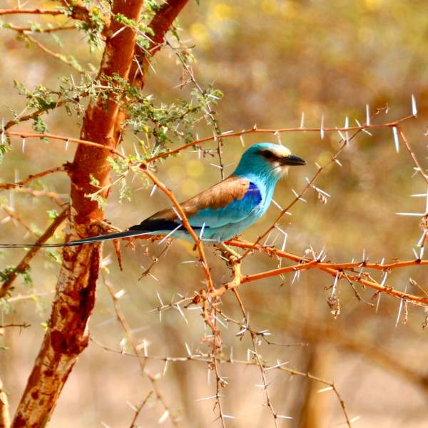 Descubre millones de aves