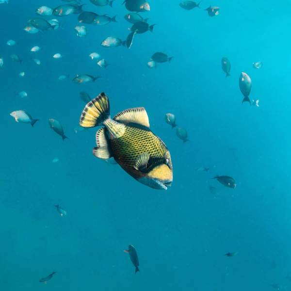 Descubre los fondos marinos