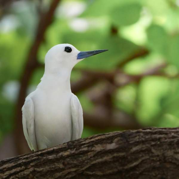 La Isla Curieuse llena de pájaros y tortugas