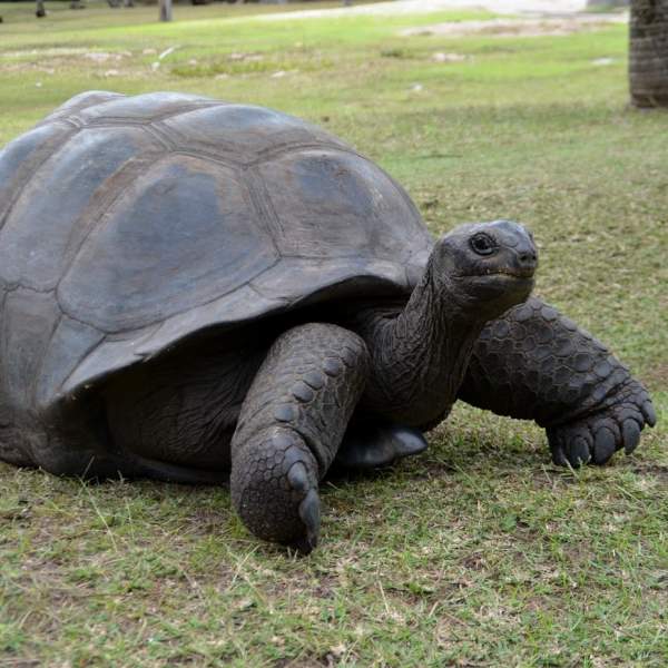 Tortuga Gigante de Isla Curiosa