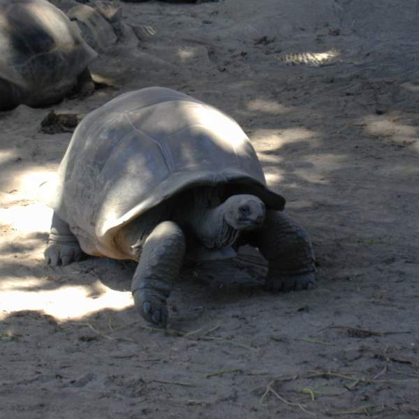 Tortugas de Isla Curieuse