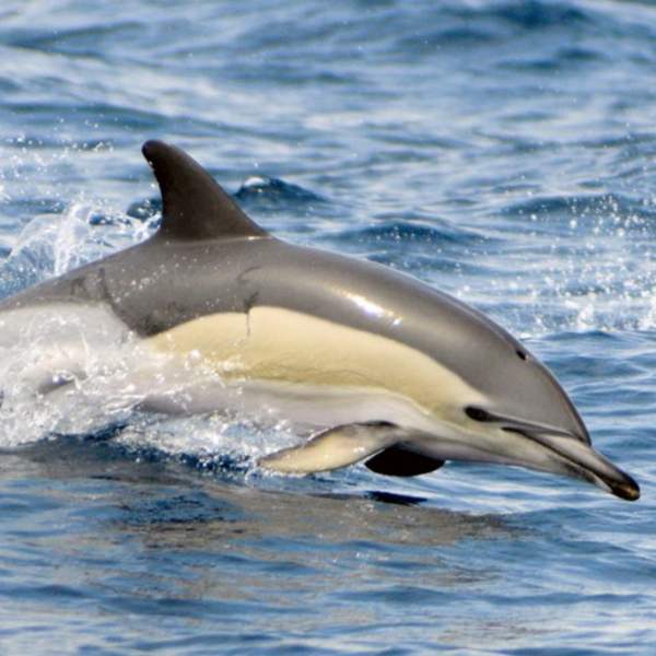 Admirad las ballenas y delfines