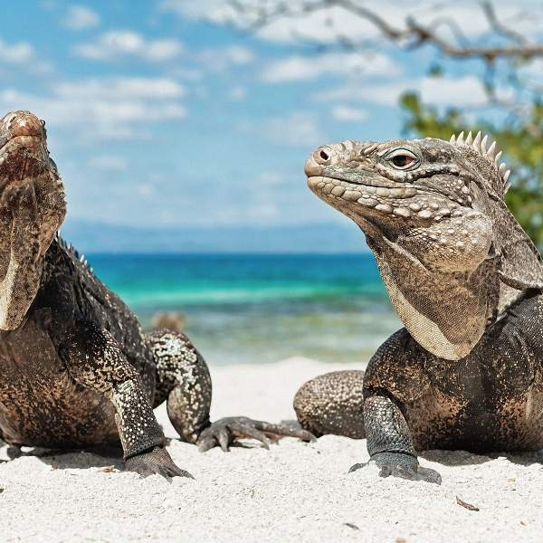 Las iguanas