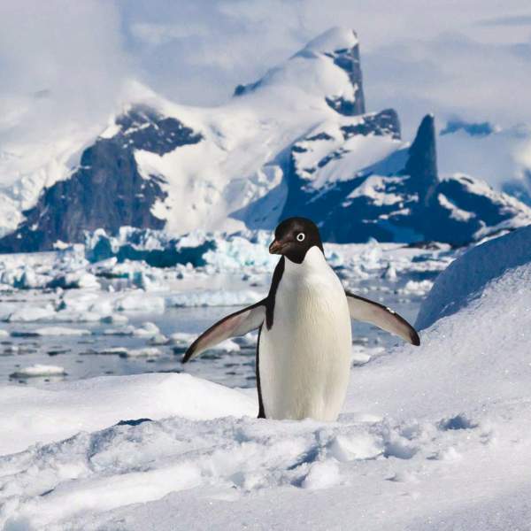 Los pinguinos