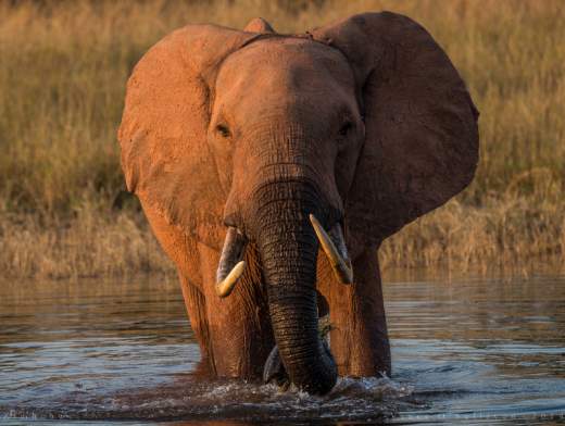 Crucero safari en el Zambeze